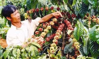 Giá cà phê tăng gần 12.000 đồng/kg trong năm qua