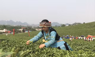 Theo Hiệp hội Chè Việt Nam, mỗi năm ngành chè mất khoảng 1.000 tỷ đồng do thiếu liên kết. Ảnh: Bình Phương.