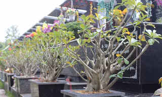Một góc nghĩa trang được chăm sóc sạch sẽ, tinh tươm.