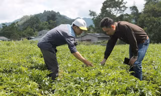 Anh Nghì (người đội mũ) trên cánh đồng đương quy của gia đình.