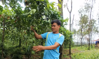 Xen canh cây trồng là hướng đi bền vững của anh Dần.