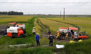 Máy gặt hoạt động tại cánh đồng ở xã Hoằng Vinh, huyện Hoằng Hóa (Thanh Hóa). Ảnh: Hoàng Lam.