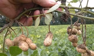Huyện cấp giống giả cho xã nghèo