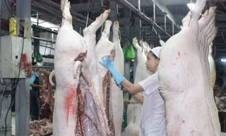 Giải cứu nông dân nuôi lợn: Bộ Tài chính, Công Thương vào cuộc