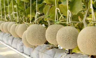 Dưa lưới Nhật thương hiệu Việt và khát vọng về một vùng rau, quả chất lượng cao