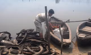 Vỏ lốp cũ đã trở thành vật dụng nuôi hàu phổ biến nhiều năm nay tại Lăng Cô, khiến nhiều người lo ngại.