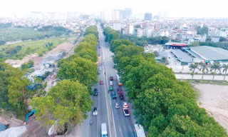 Kinh phí dịch chuyển hơn 1.200 cây xà cừ cổ thụ trên đường Phạm Văn Đồng sẽ được dành để trồng mới 20.000 cây xanh mới có đường kính 25 - 30cm. Ảnh: Mạnh Thắng.