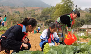 Những vườn rau xanh tốt của học trò vùng cao Yên Bái. Ảnh: Duy Ngợi.
