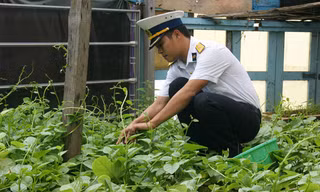 Bí thư Chi đoàn đảo Đá Lát Bùi Viết Tuyến đang chăm sóc vườn rau xanh tốt trên đảo, đây còn gọi là vườn rau thanh niên. Ảnh: L.H.V.