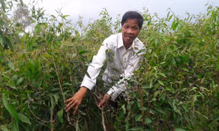 Rừng tràm của ông Hồ Văn Ngon bị sâu lạ tấn công. 