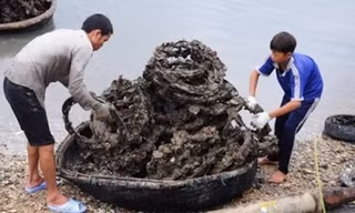 Kim loại nặng vùng nuôi hàu bằng vỏ lốp cao hơn nơi khác