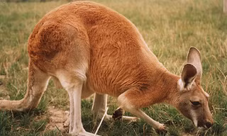 Chuột túi Australia.