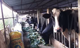 Chăn nuôi bò sữa ở huyện Đơn Dương.