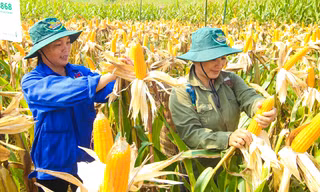 Nông dân phấn khởi thu hoạch ngô. Ảnh: T.H.