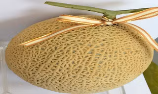 Dưa lưới trồng tại Đà Lạt.