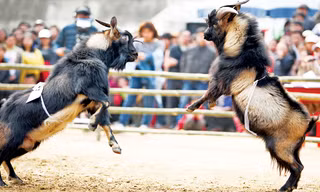 Màn đối đầu dũng mãnh.