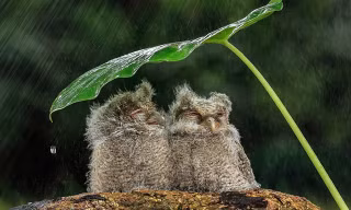 Chim cú trú mưa