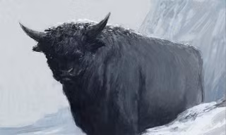 Bò rừng Gridungur của người Iceland