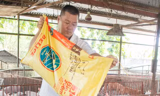 Làm giàu từ chăn nuôi heo: Chỉ cần heo khỏe!