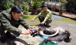 Cơ quan chức năng giám định cá thể voọc chà vá chân đen