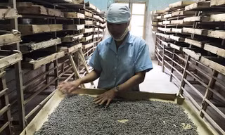 Ngành dâu tằm tơ đang dần hồi phục trở lại.