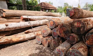 Gỗ lậu của Phượng “râu” tại Hạt Kiểm lâm huyện Cư Jút( Ðắk Nông).