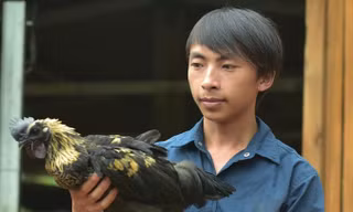 Kỹ sư chăn nuôi 9x người Mông Vàng A Công.