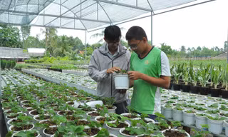 Anh Đào Hải Triều (bìa phải) giới thiệu cây dâu tây Đà Lạt trồng tại Sa Đéc.