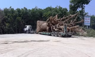 Ba xe chở cây 'quái thú' chưa thể rời TT-Huế