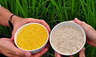 107 học giả Nobel kêu gọi 'Hòa Bình xanh' thay đổi quan điểm