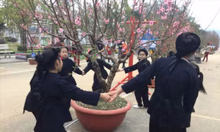 Vui với hoa đào nở rộ. Ảnh: Duy Chiến.