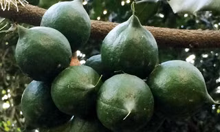 Chùm quả mắc ca trong vườn của ông Ba.