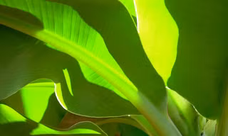 Lá chuối và tuổi thơ