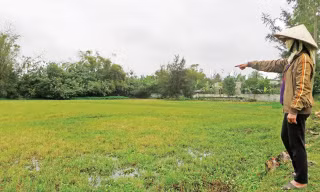 Ruộng bỏ hoang vụ Xuân tại Nghi Lộc, Nghệ An. Ảnh: Việt Hương.