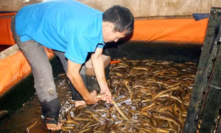 Ảnh minh họa-VTC.