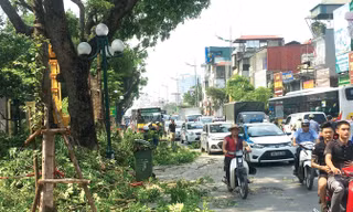 Cắt tỉa cây gây ùn tắc kéo dài trên đường Lê Duẩn sáng 28/7. Ảnh: Trọng Đảng.