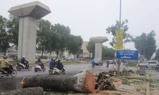 Hà Nội từng chặt hạ hàng loạt xà cừ trên đường Nguyễn Trãi để phục vụ dự án đường sắt trên cao. Ảnh: Dân Trí 
