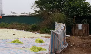 Sân phơi mứt lộ thiên. Ảnh: Dân Trí