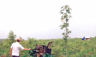 Cây rừng bị triệt hạ trên đất rừng mà ông Tình đã bán lại cho bà Thu Anh.