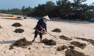 Những rong mơ được người dân khai thác trái phép phơi bãi rạn và bãi biển. Ảnh: Nguyễn Trang.