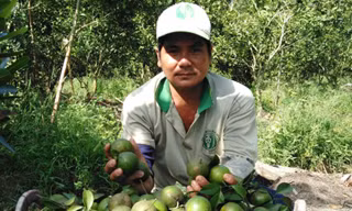 Anh Trần Phúc Ngoan cạnh quýt vừa hái xong. Ảnh: Hòa Hội.