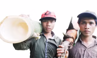 Tre khủng, măng cũng khủng. Ảnh: Nguyễn Thành.