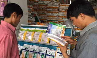 Nông dân tìm hiểu về hạt giống ngô chuyển gene.