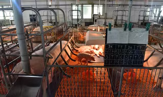 Mỗi cá thể lợn được lập trình chăm sóc riêng với bảng theo dõi hàng ngày.