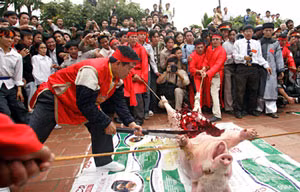 Chém lợn ở Ném Thượng, Bắc Ninh.