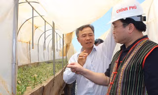 Phó Thủ tướng thăm vườn ươm mắc ca.