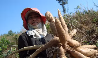 Giá sắn tươi lao dốc
