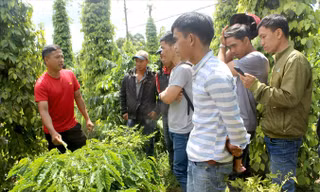 Y Thuyl (ngoài cùng bên trái) hướng dẫn kỹ thuật chăm sóc cà phê. Ảnh: H.T.