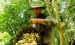 Phát triển đặc sản dâu Hạ Châu 
