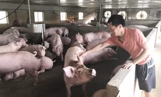 Dù giá lợn hơi đã nhích lên, nhưng nhiều người nuôi vẫn lỗ nặng do cú sốc giảm giá năm ngoái. Ảnh: Bình Phương.